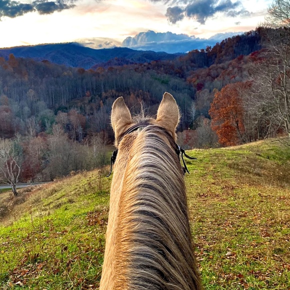 Meet your Posher, Joni - Picture 4 of 5